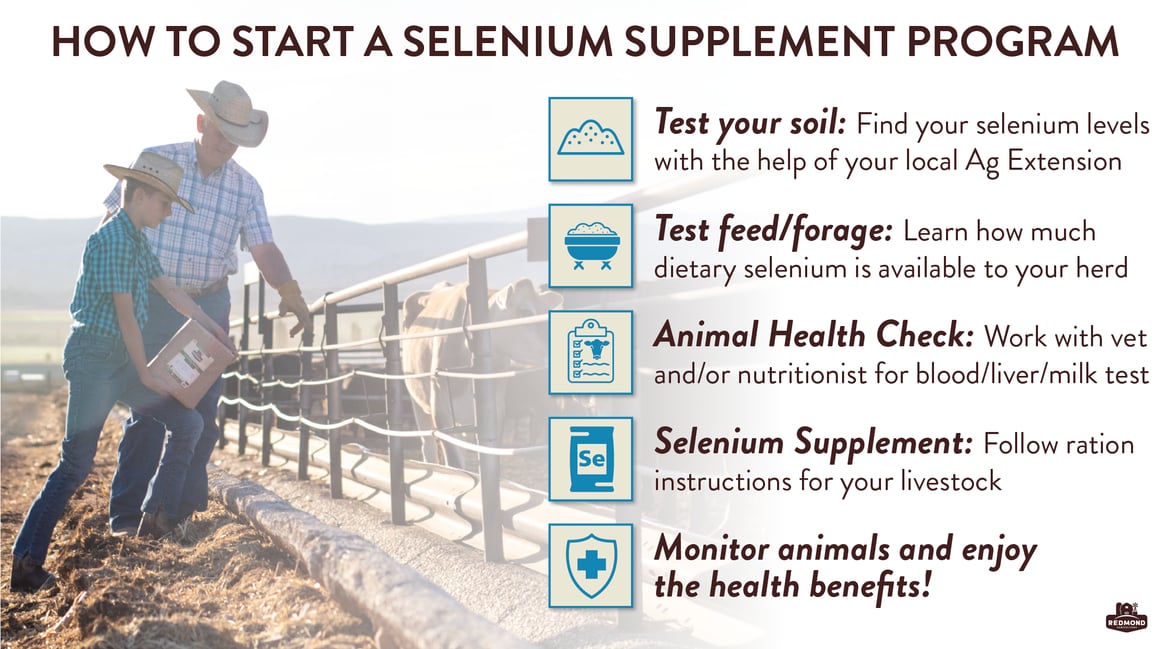 Selenium and Immunity